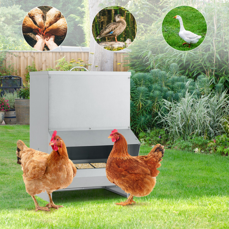 50_Ponuds_Capacity_Galvanized_Chicken_Feeder_Silver-2.jpg