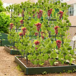A-Frame Garden Cucumber Trellis with Netting for Climbing Plants Outdoor
